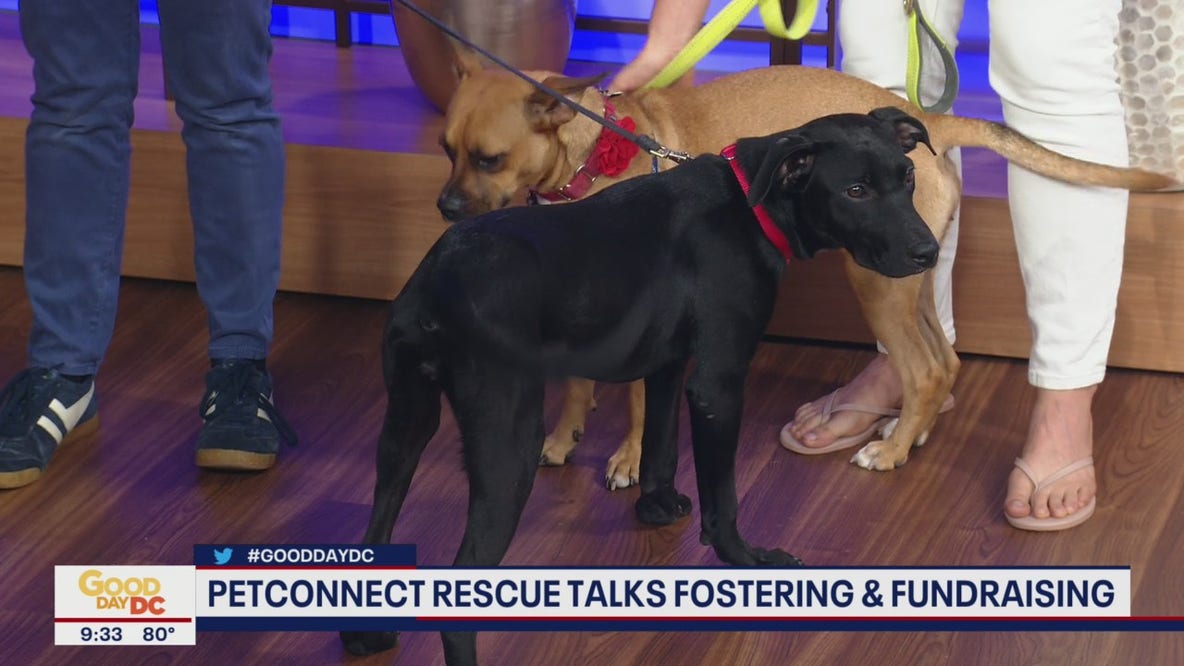 Fostering dogs and cats in the DMV